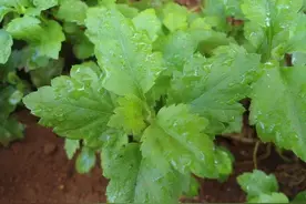 南京人心心念念的菊花脑是啥？菊花还是脑？图片