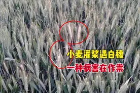 小麦灌浆期出现白穗，只因2个错误诱发一种病害，该如何防治？图片