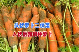 “头伏萝卜二伏菜”，入伏后种植萝卜做好4个方面，苗齐又苗壮图片