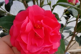 美国引进新品茶花“克瑞墨大牡丹”，比香水香，比牡丹艳，好养活图片
