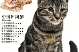 十大热门短毛猫品种合集！你准备养猫吗？准备养一只什么猫？图片