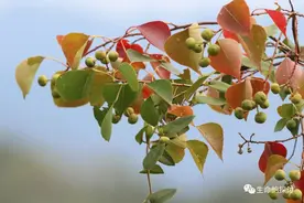 野性贵州 有问必答丨红艳夺目！它不仅药用价值高，还可以用来榨油图片