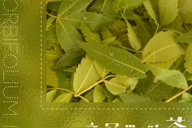 种上文冠果 栽下“摇钱树”图片