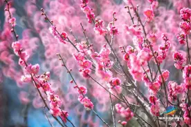 最新实拍！莱西千株梅花绽放，变身绝美「花海」图片