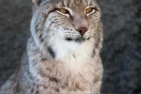 北大荒猎猞猁图片