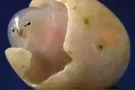 “小鸡出壳”触犯了奇石的大忌！石头经雕琢、加工后就不是奇石了图片