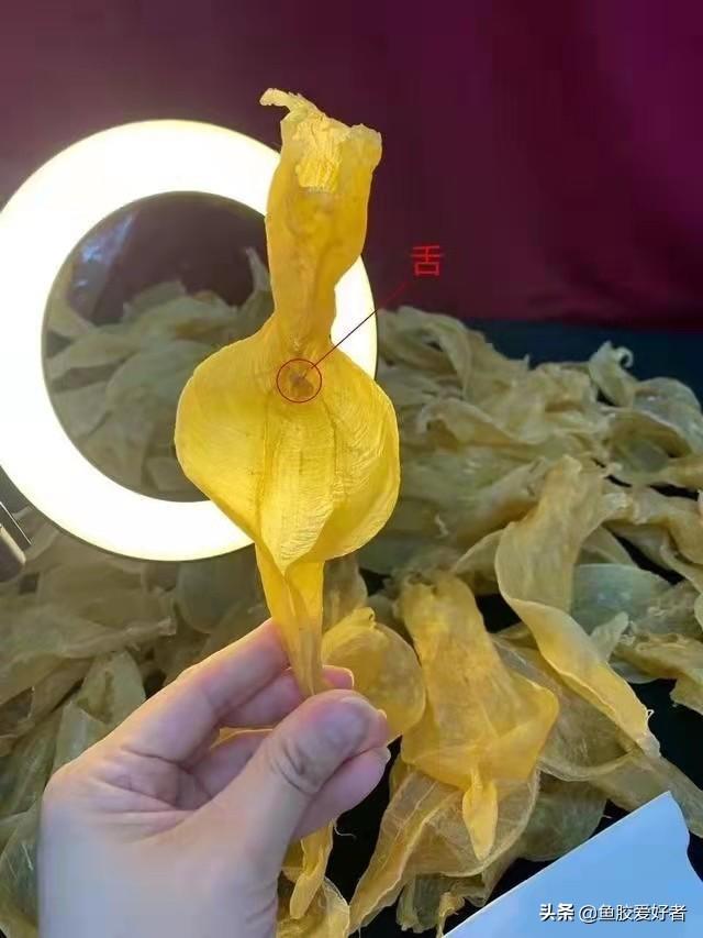 白花胶和黄花胶哪个贵 2026年白花胶和黄花胶哪个贵一点
