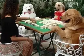 打麻将时，三个重要的阶段该怎么去做？图片