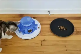 重磅发现！猫咪是世界上最独特的生物，就喜欢不劳而获？图片