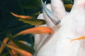 “温泉鱼”有多恐怖？吃脚皮只是在麻痹你，整条鱼进去只剩骨架图片