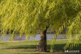 清丽早秋秋柳六首：屋头杨柳绿参差，早秋风物似春时图片