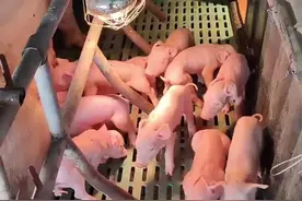 养猪的朋友，家里没有公猪诱情，母猪不发情怎么处理？图片