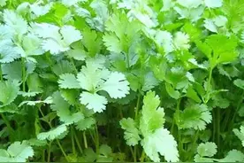香菜种植时间和方法图片