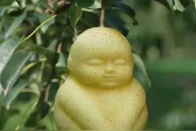 人参果树究竟有何来历？孙悟空火眼金睛看破后，竟非要摧毁图片