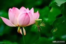 荷花深沉相思诗词五首：荷花杨柳总相思图片