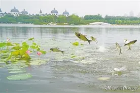 地震要来的警示吗？济南大明湖雨后鱼群跃出水面，躁动异常像触电图片