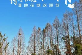 深秋有多美？东西湖的水杉告诉你图片