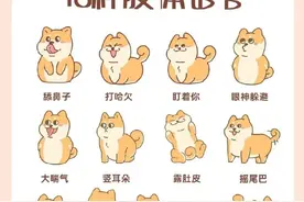 狗狗的18种肢体语言 您能读懂几个？图片