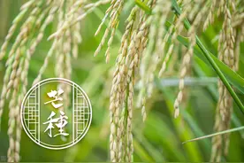 芒种：一分耕耘，一分收获，愿你披荆斩棘，得偿所愿图片