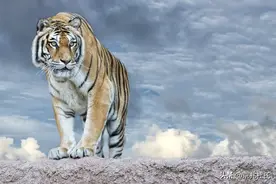 一只东北虎单挑二十五只野狼，场面有多激烈，究竟谁更胜一筹？图片