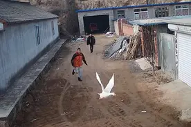 辽宁一只鹅被灌了一杯酒，当场就飞走了，为什么鹅还可以飞？图片