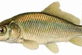 十大臭名昭著生物入侵者，你可能不全知道图片