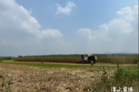 春玉米喜丰收 新品种创高产图片