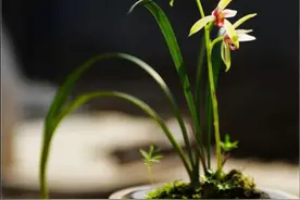 聊一聊：宋代文学中的兰花意象图片