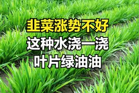 韭菜长不好，用这水浇一浇，韭菜叶绿长势旺，什么水这么神奇？图片