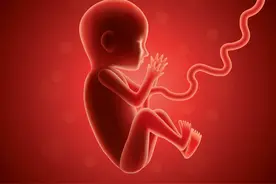 “人体胎盘”交易曝光，价格不菲！食用人类胎盘，滋补还是作死？图片