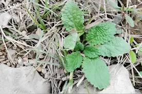 俗名是“痔疮草”，识货的人看到后，会迅速采挖它，如今分外珍贵图片