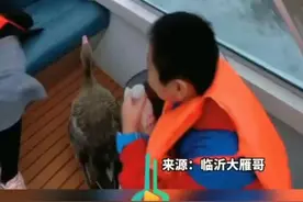 其他大雁都在御风飞翔，一只大雁却偷懒搭顺风车图片