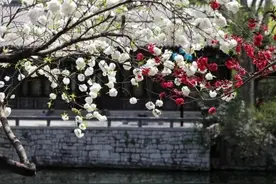 笑侃诗词第2集《一树梨花压海棠》图片