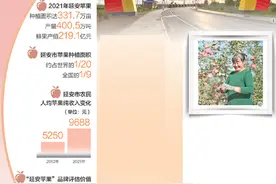 延安苹果为什么这么红（深度观察）图片
