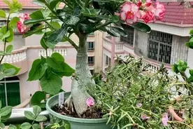 春天沙漠玫瑰需“虐养”，趁早砍几刀，严格控水冒新芽，花开满枝图片