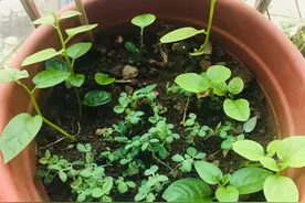 我在非洲“种菜”图片