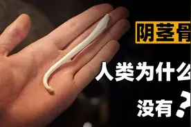 很多动物都拥有“丁丁骨”，人类曾经也拥有，为何现在退化了？图片