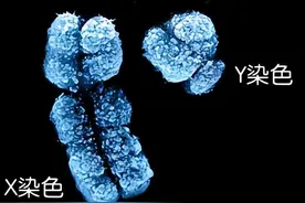 男性的染色体是XY，女性是XX，那YY染色体的人会是什么样子？图片