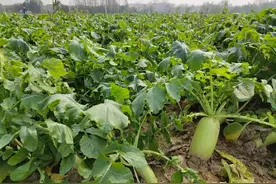 8月份有哪些蔬菜可以在露地种植？这几种都可以，别再错过图片