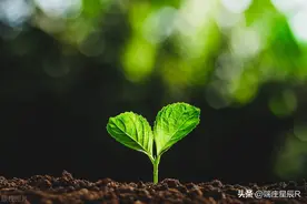 迷人的香气——草木犀图片