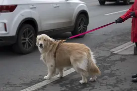 未牵绳的宠物犬冲出马路，致私家车把电动车撞翻了！这场车祸狗主人该不该负责图片