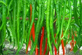 种植辣椒、茄子、番茄，老农说施肥有“6怕”，怕什么？图片