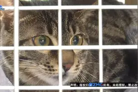 狸花猫采血后“瘸了” 宠物医院：没有那么“大力”图片