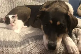 一只小脑发育不全的猫弟弟，被家里的狗姐姐宠上了天图片