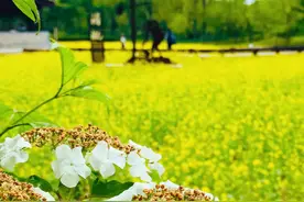 走，一起去看油菜花梯田图片