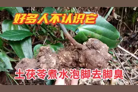 土茯苓与金刚藤有啥区别？用土茯苓煮水泡脚，除湿去脚臭图片