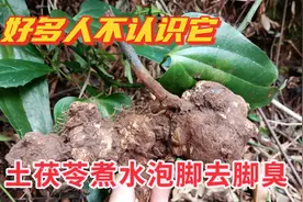 土茯苓与金刚藤有啥区别？用土茯苓煮水泡脚，除湿去脚臭图片