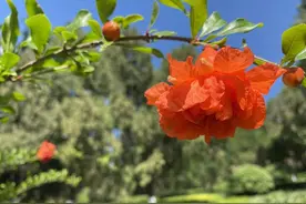 李商隐石榴四首，浅析石榴花在李商隐诗中的寓意，妻子与爱人图片