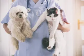 宠物养肝护肾｜猫咪不做绝育，可能会发生这些危险图片