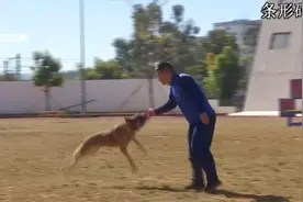 退役淘汰搜救犬领养报名结束 全国2000多人报名图片